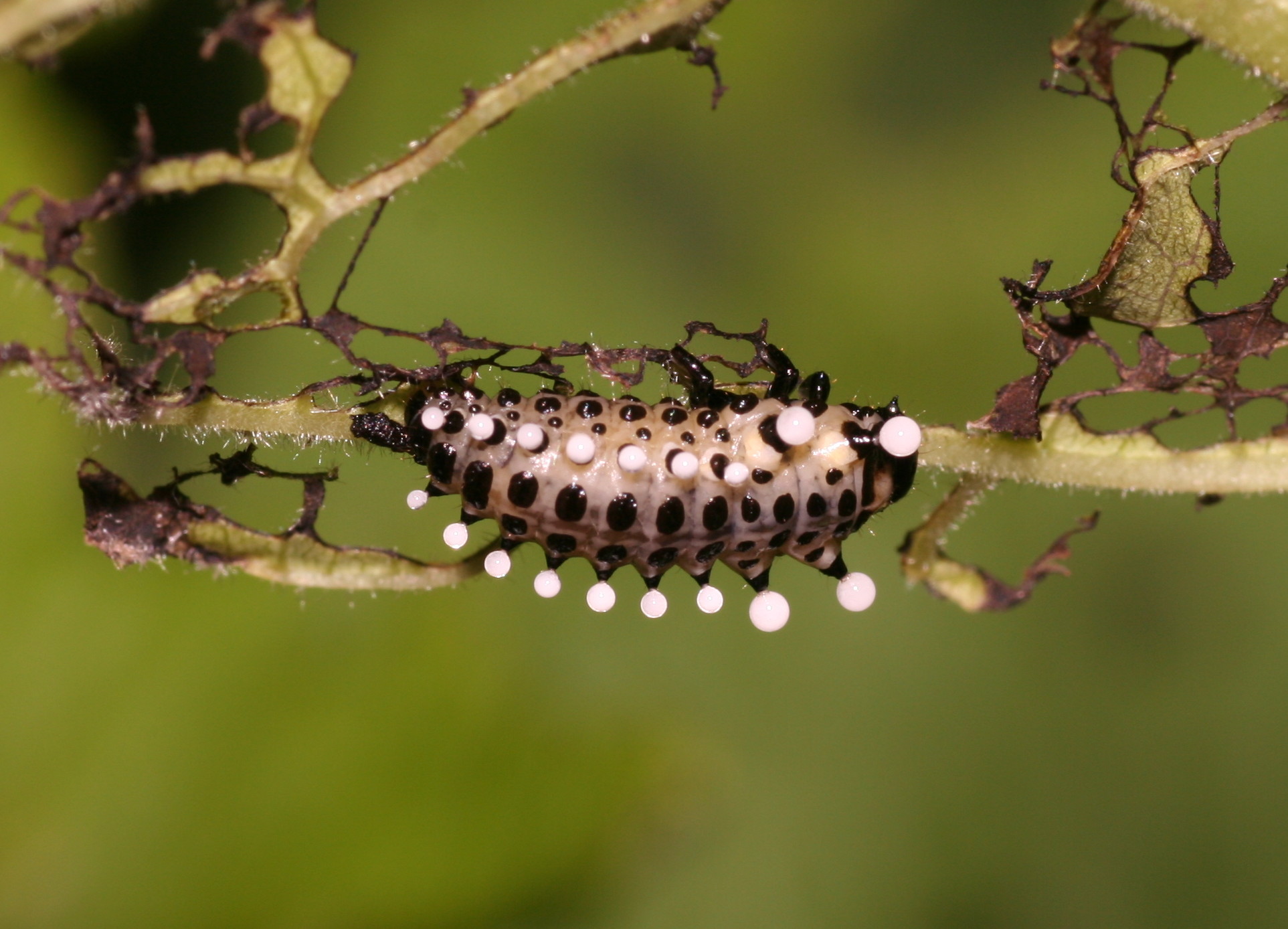 Chrysomela populi larve