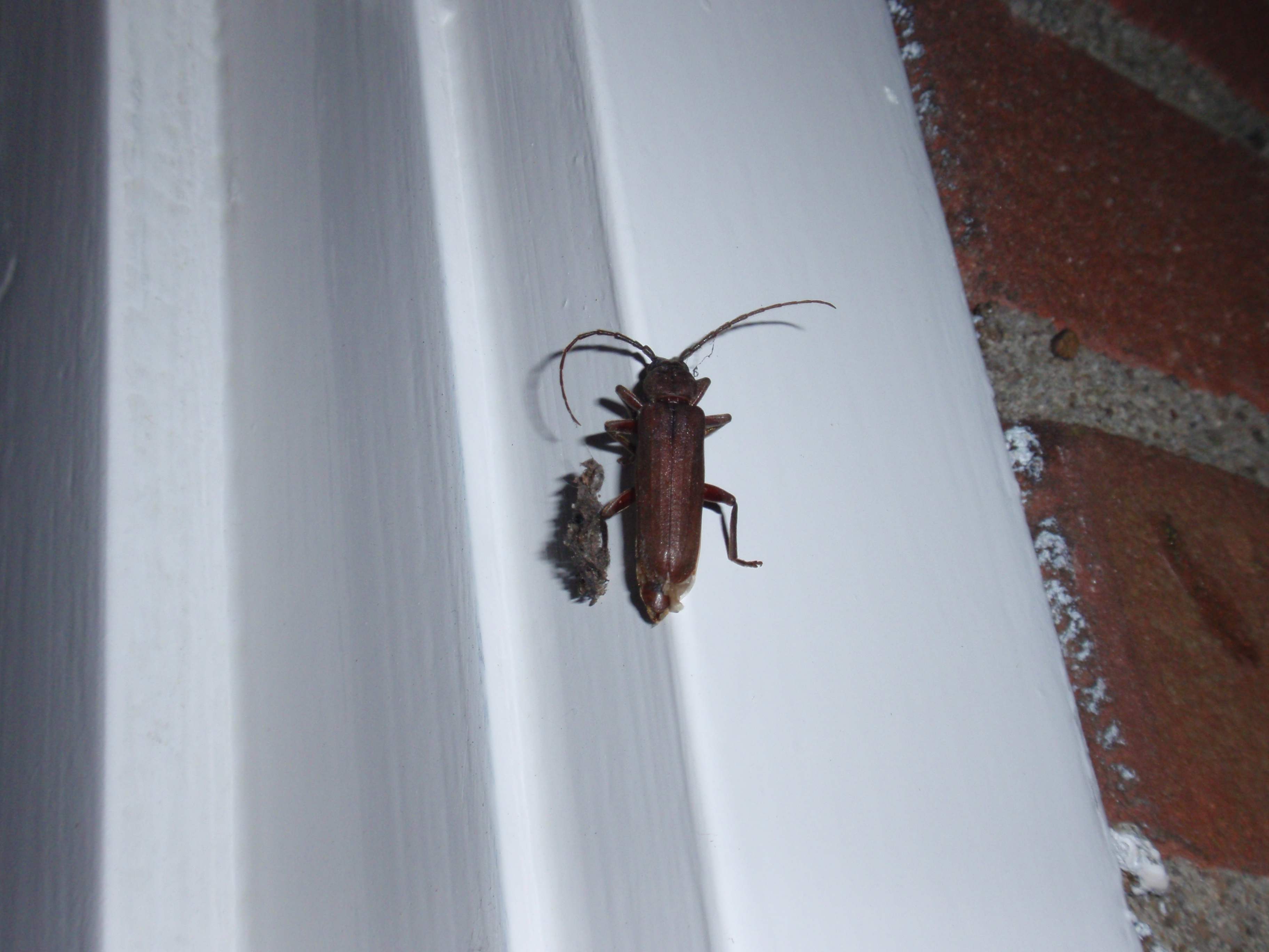 weet de naam hier niet van