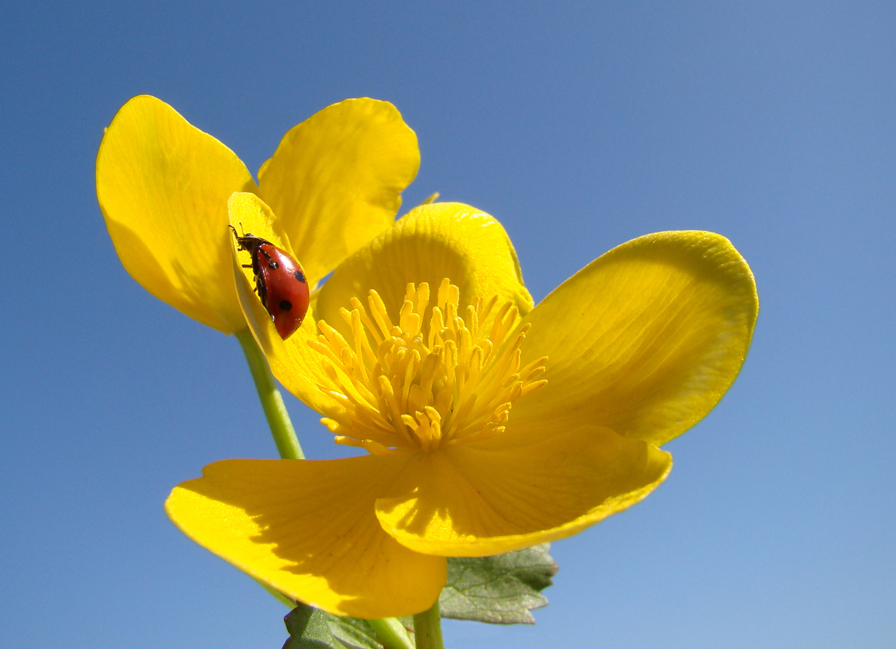 Lieveheersbeestje op gewone dotterbloem