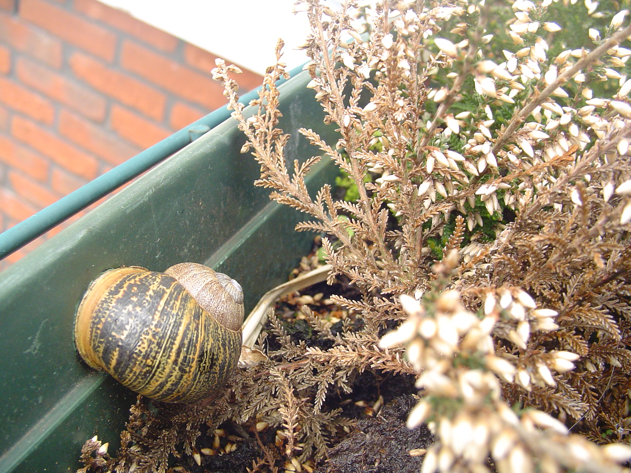 grote slak in mn plantenbak