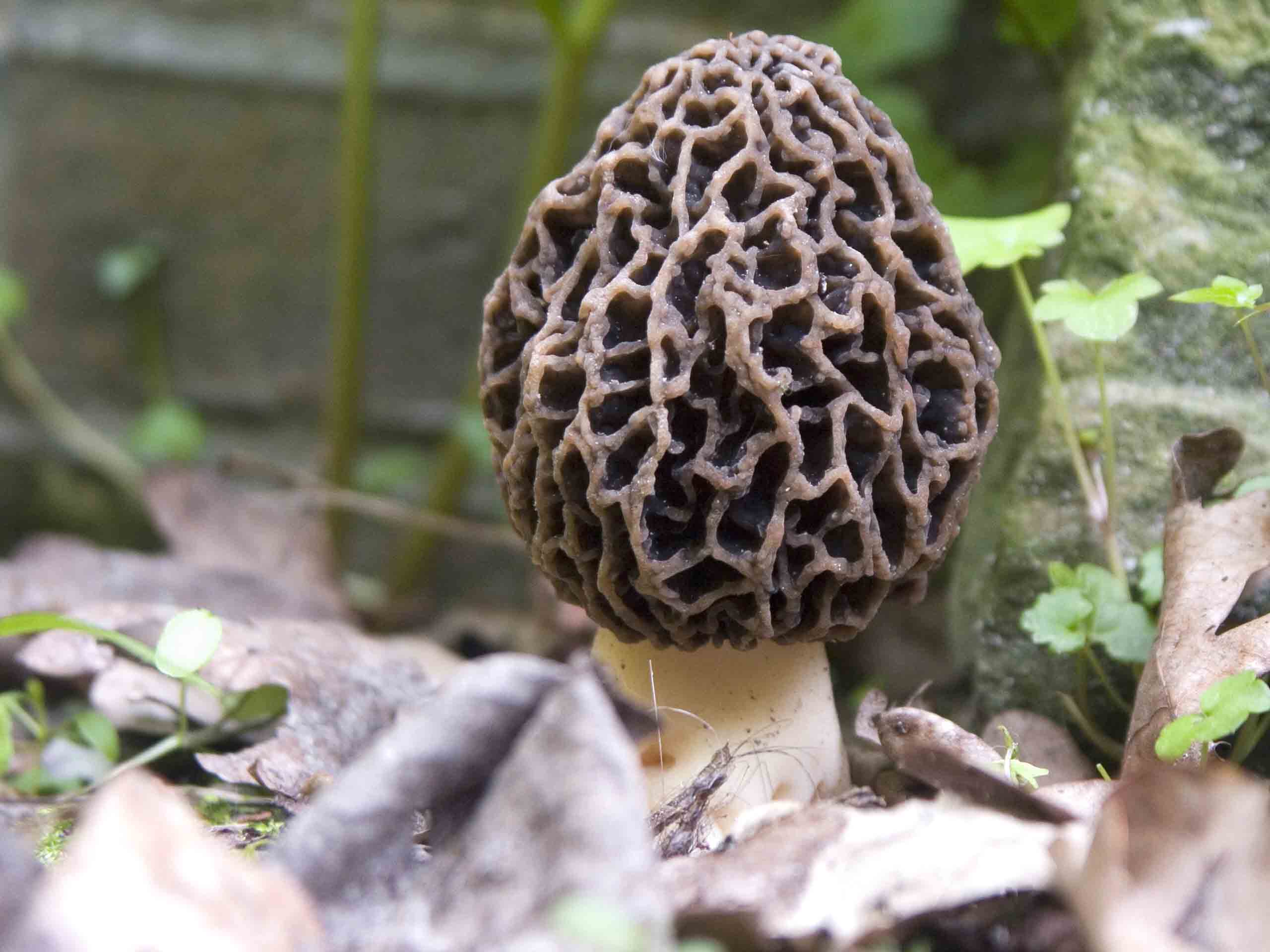 morielje