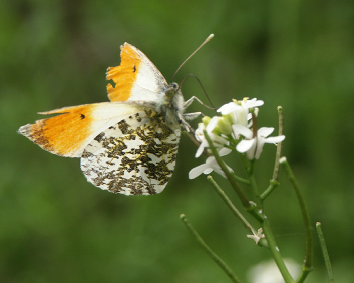 oranjetip op pinksterbloem