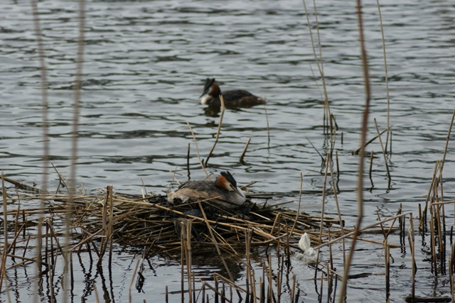 Futen Paar in de Hoge Vaart Almere