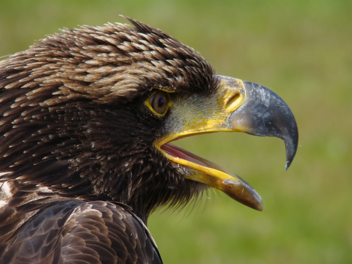 Amerikaanse zeearend