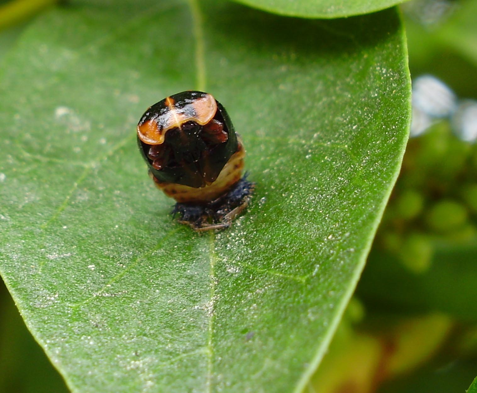 Lieveheersbeestje op z'n kop