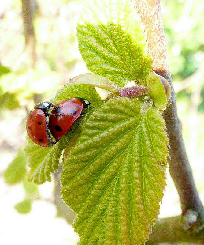 Samen in de lentezon