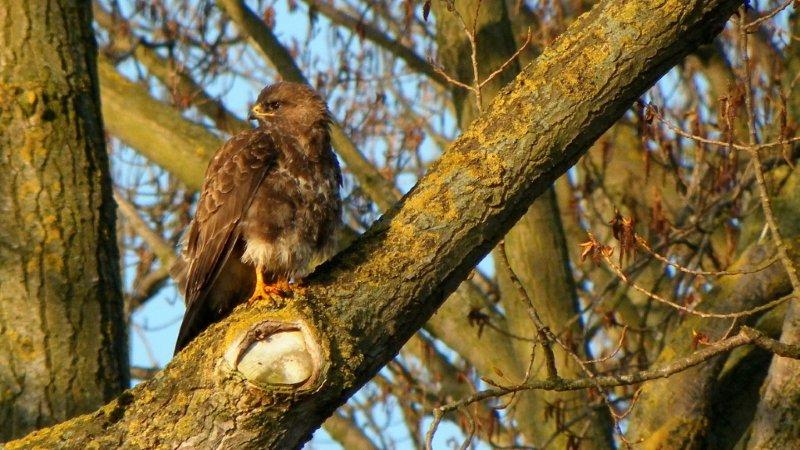 buizerd