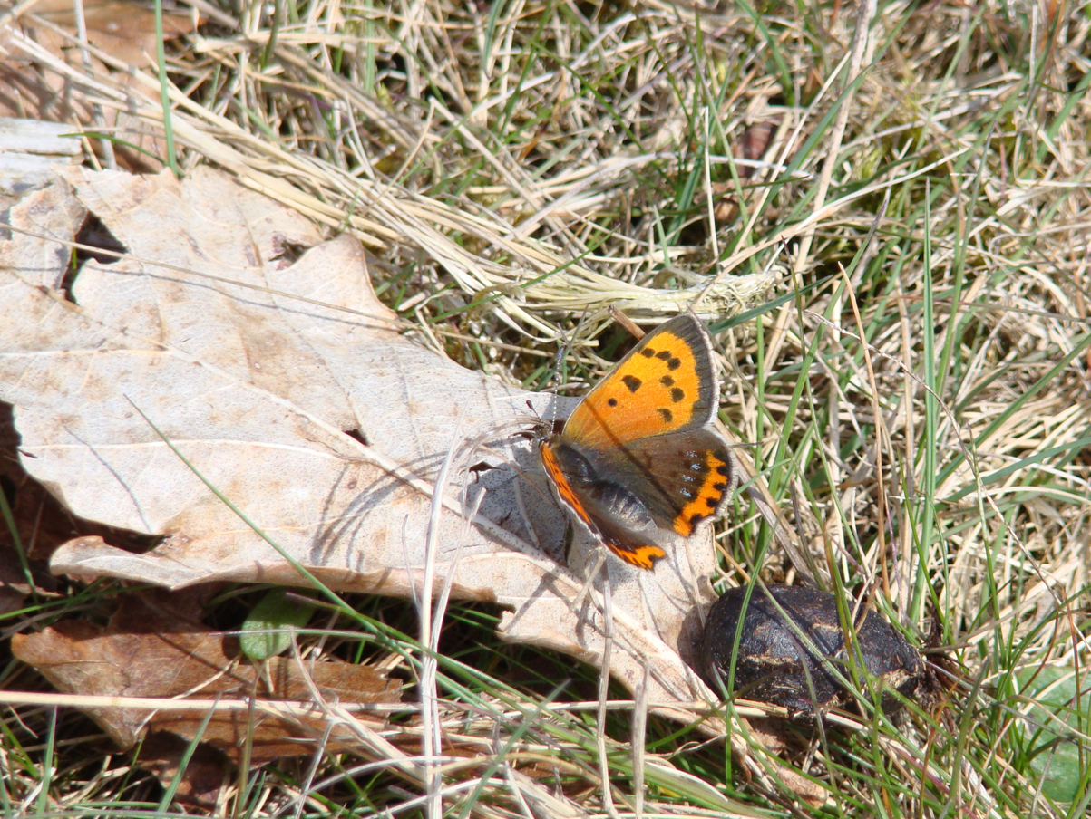 Kleine vuurvlinder (5 mei '10)