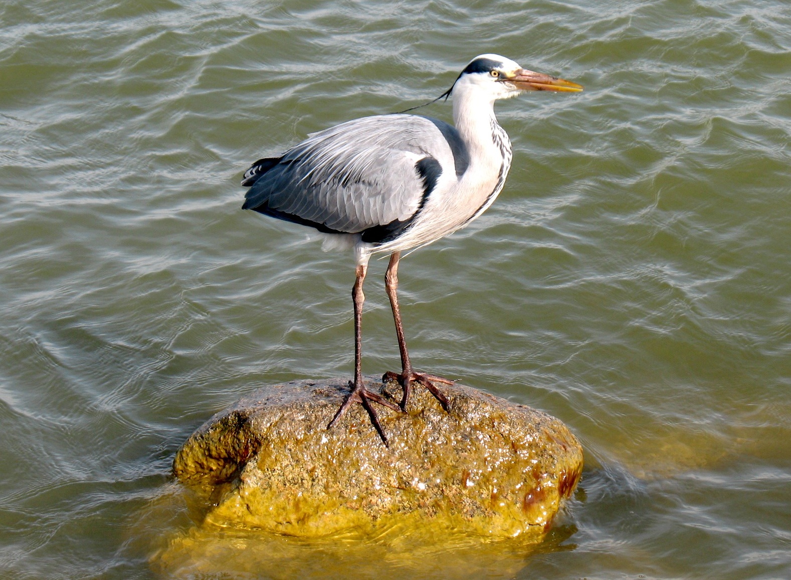 Reiger