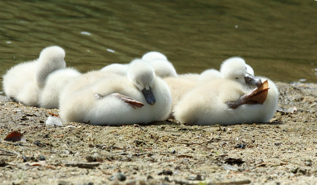 Knobbelzwaantjes