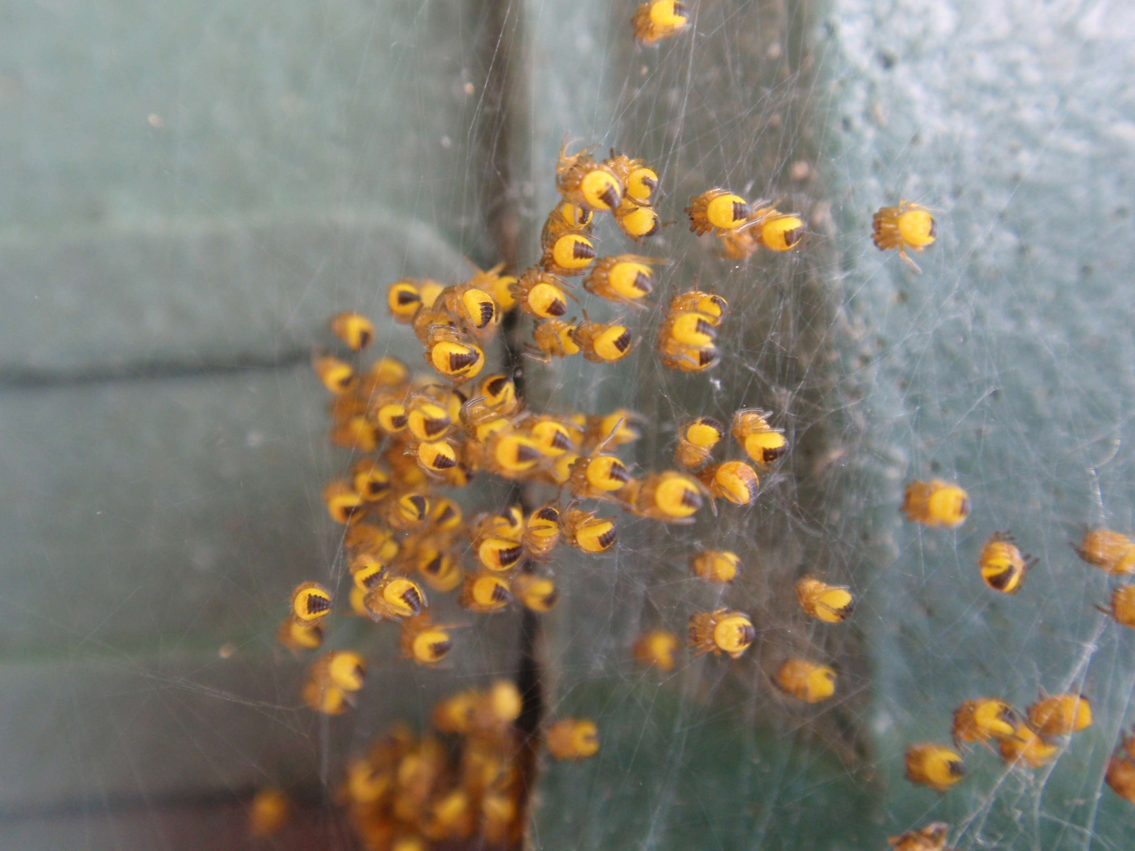 zijn dit kruisspinnetjes?