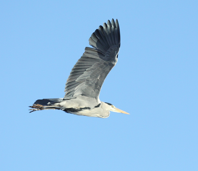 Blauwe Reiger 