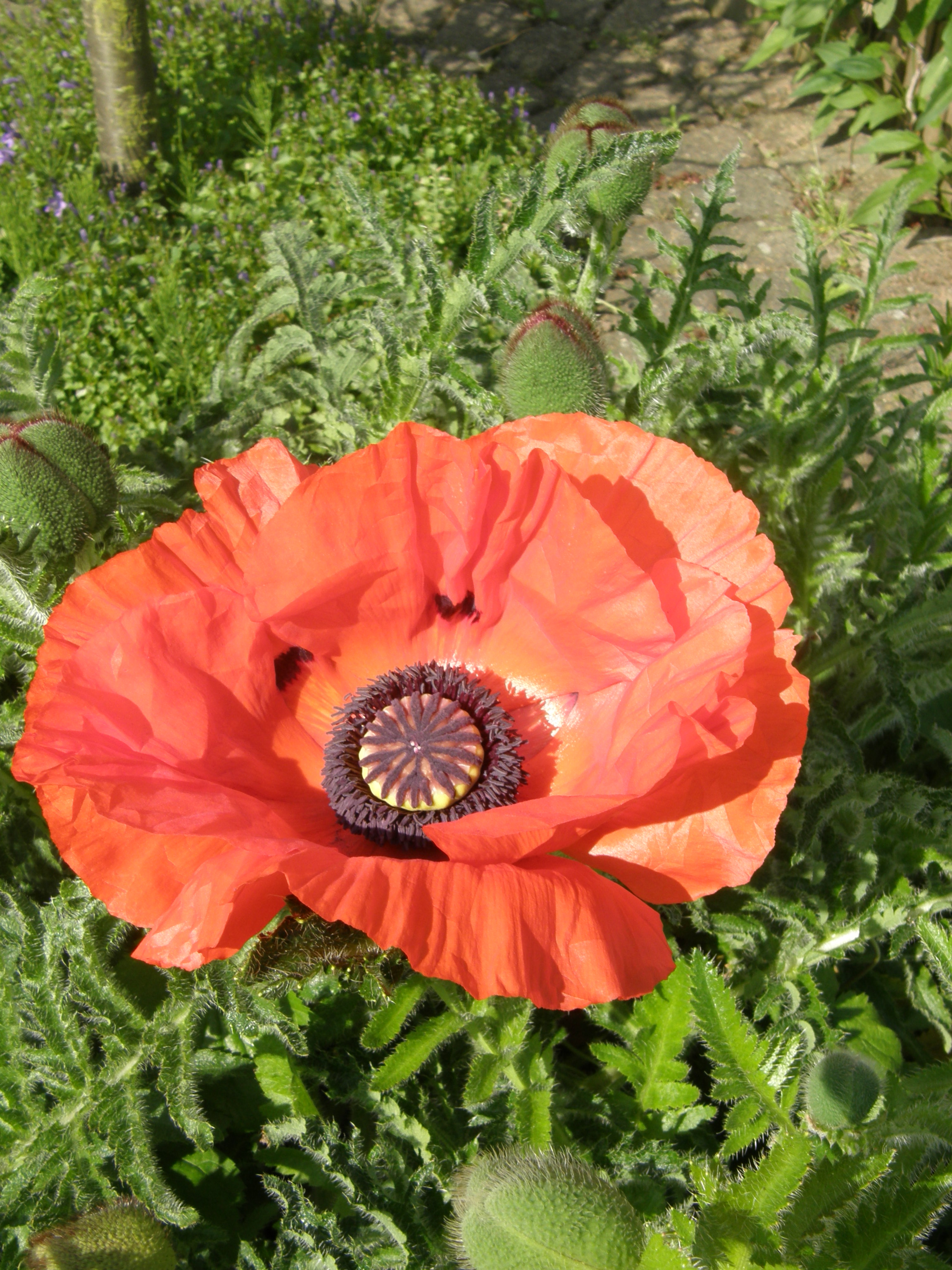 Papaver