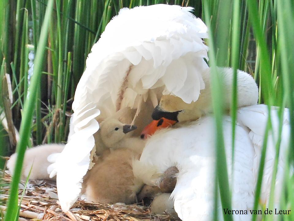 Zwaan met 1 van haar kleintjes
