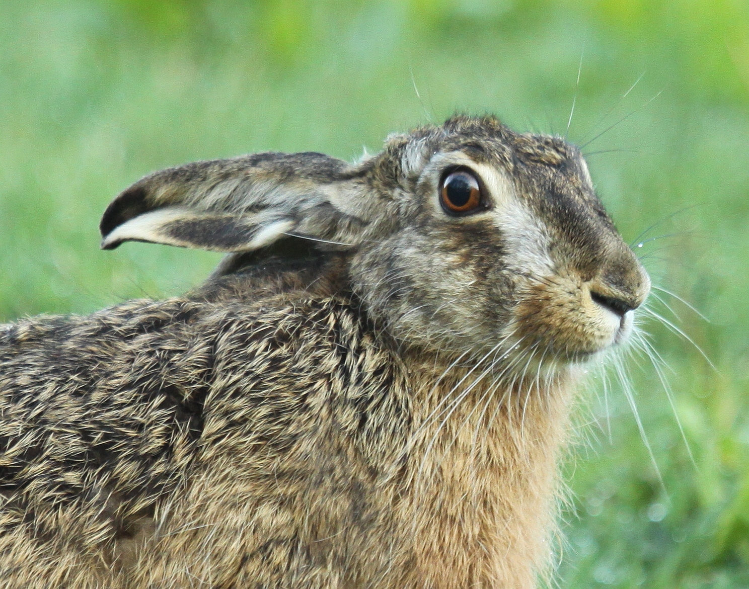 Ontmoeting op het hazepad.
