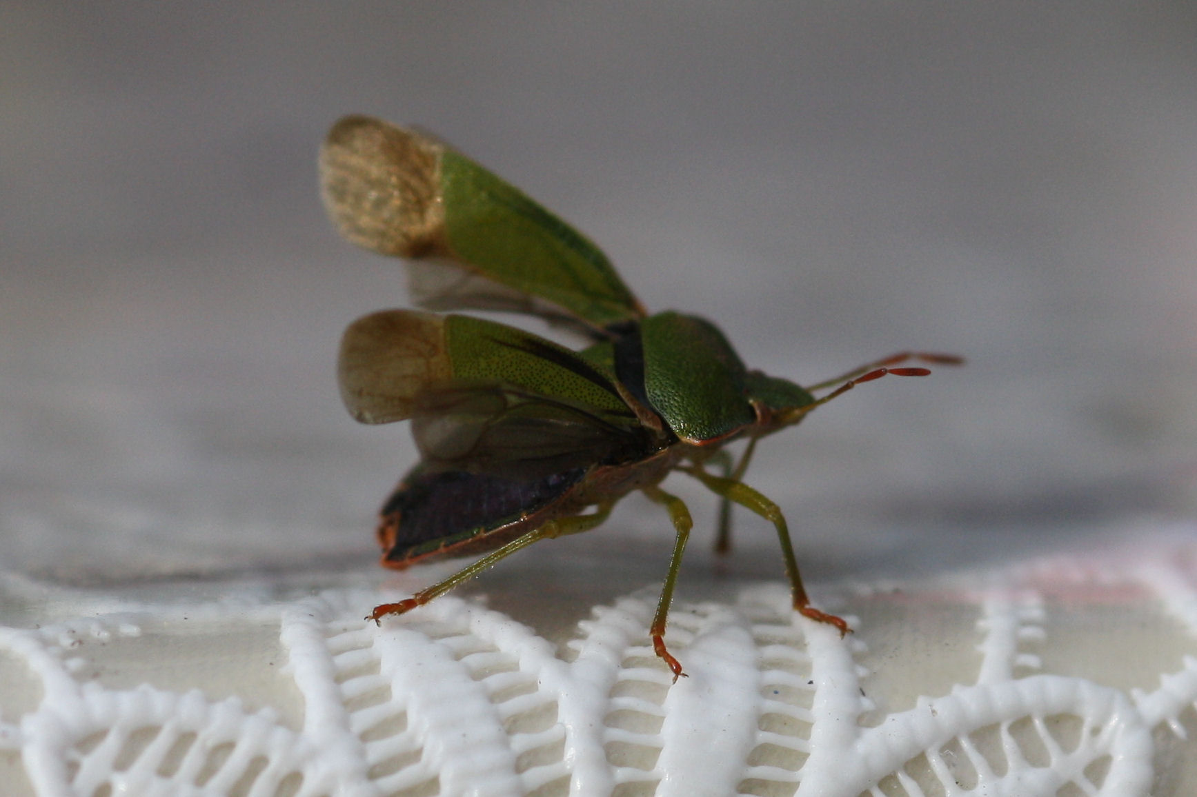 Palomena prasina (Groene stinkwants)