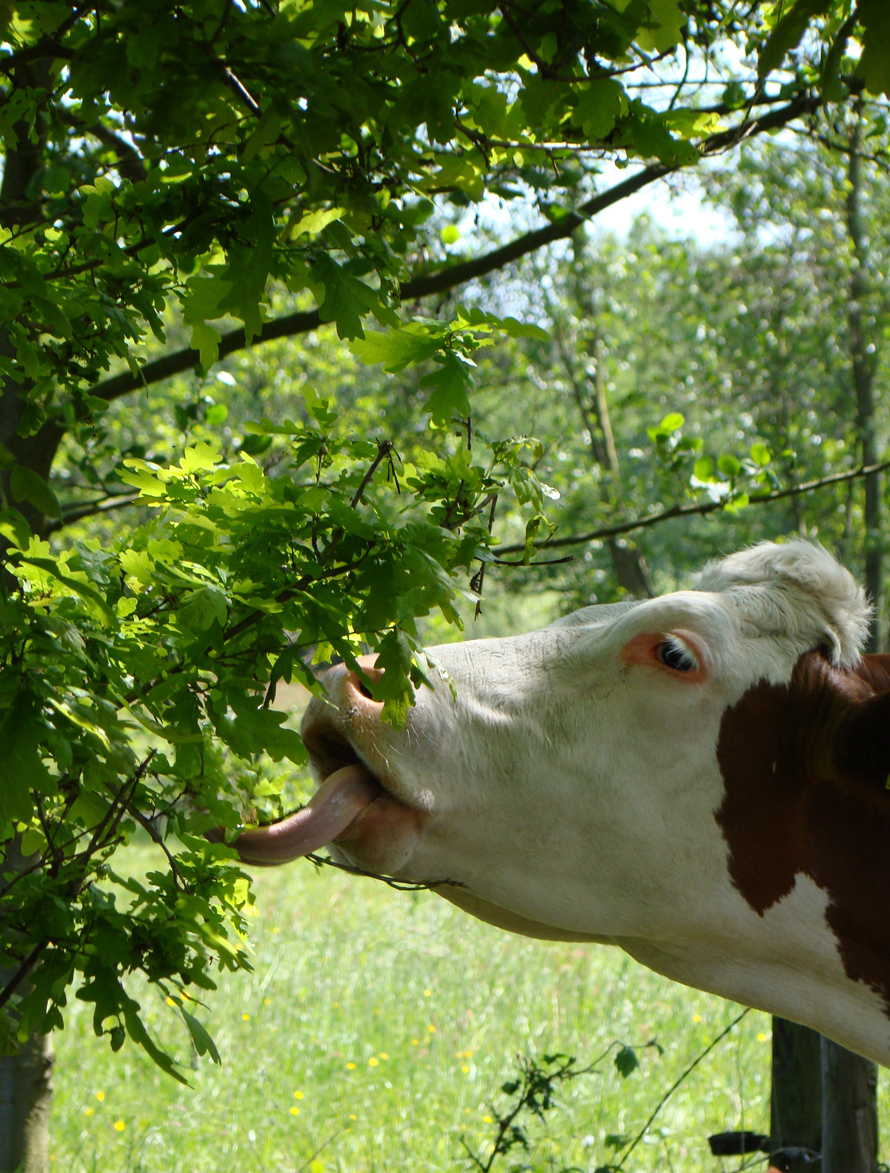 verandering van smaak...