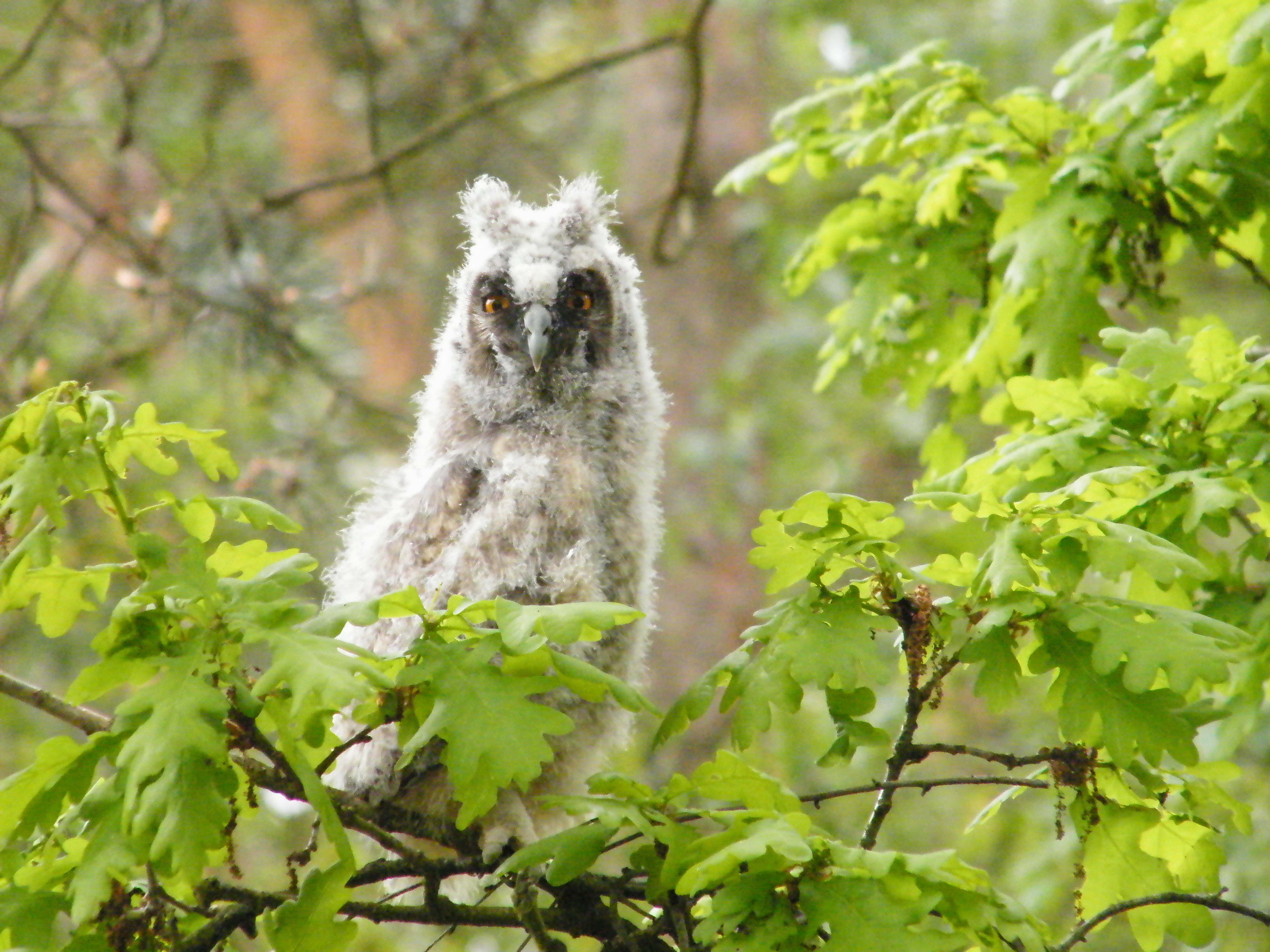 Takkeling (jonge uil)