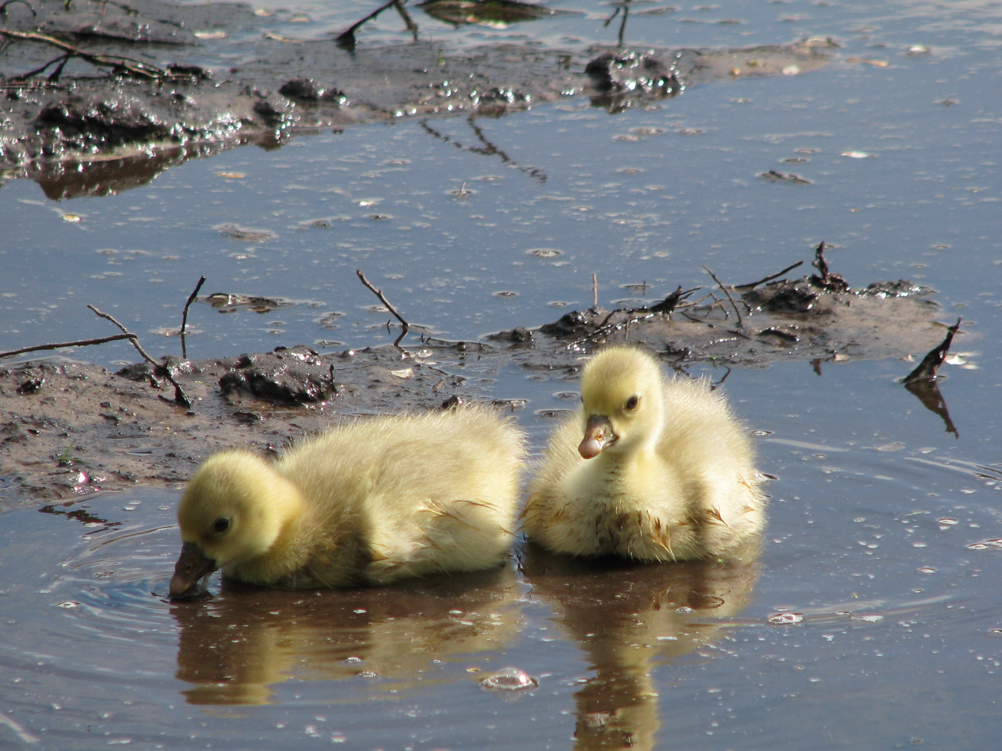 een lekker modderbad