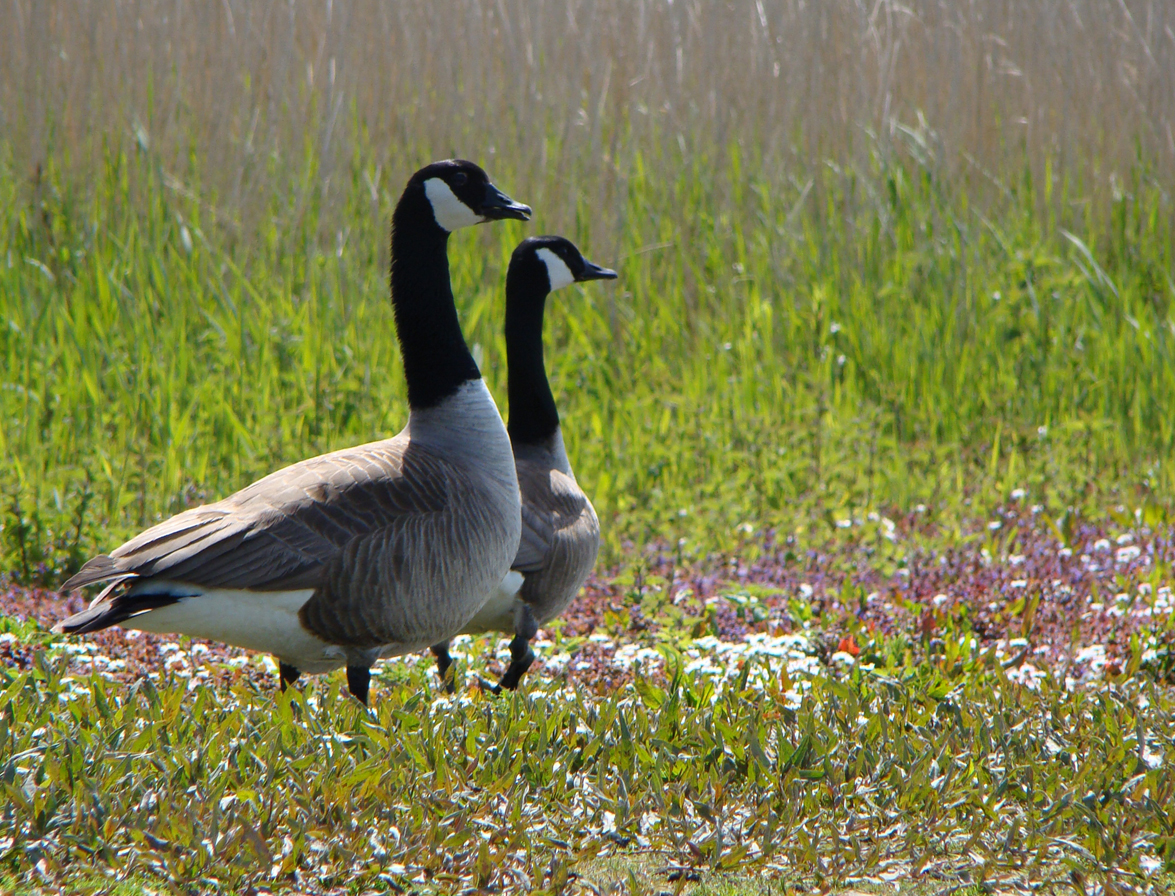 Echtpaar Canadese Gans