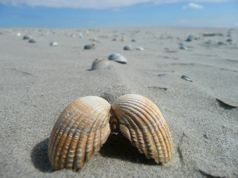 Samen gezellig op het grote strand