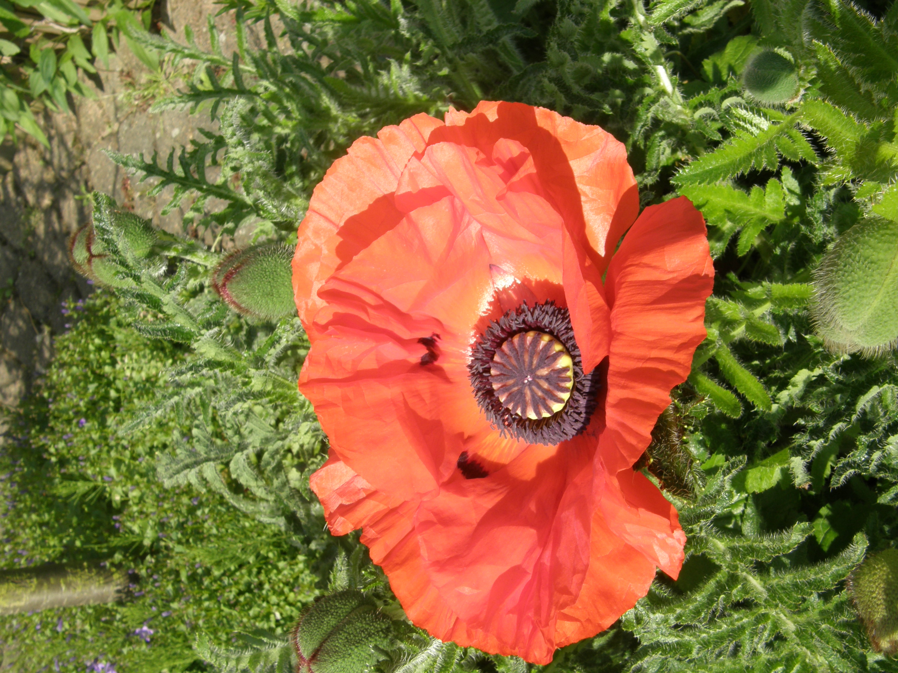 Papaver