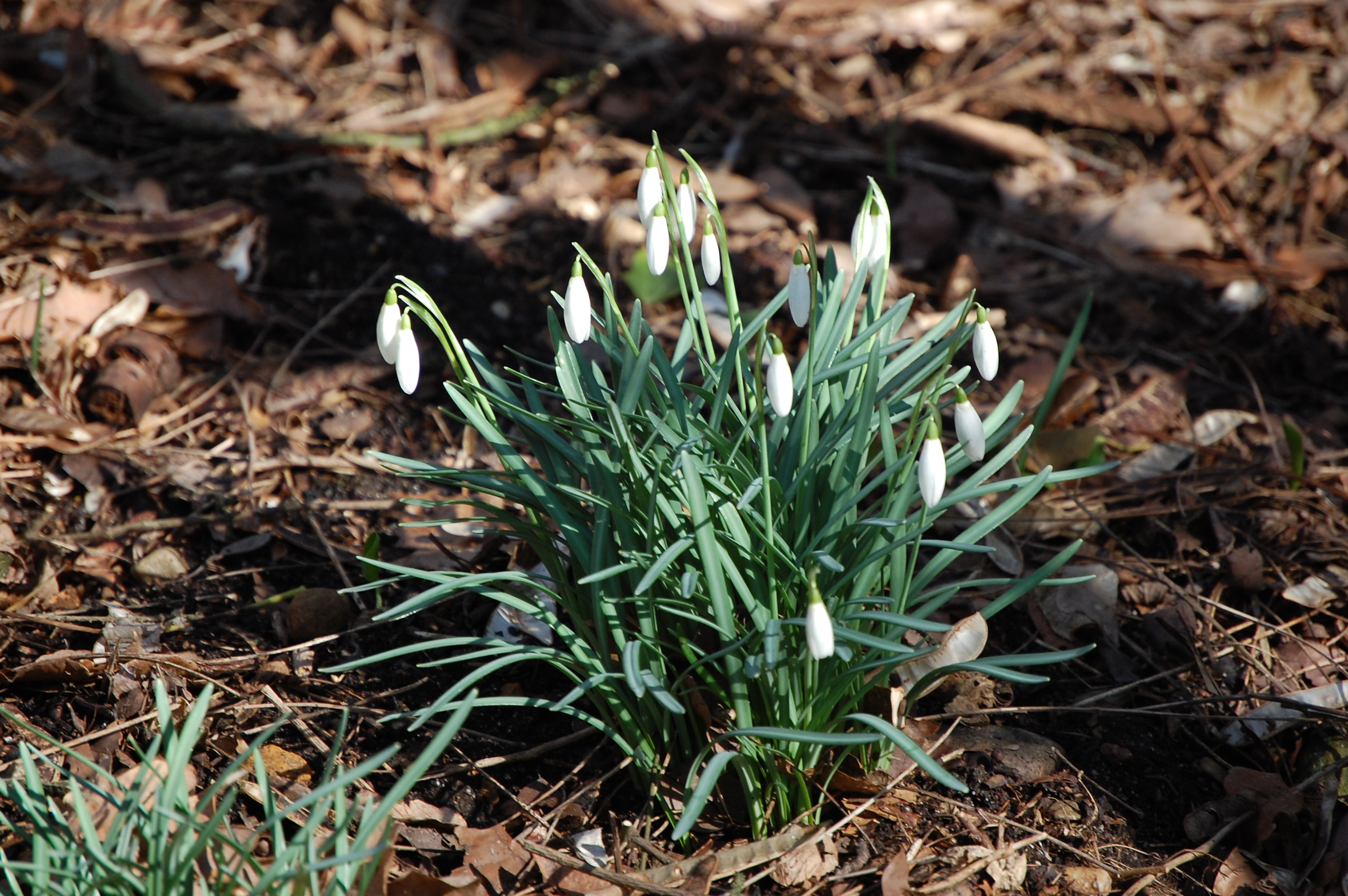 sneeuwklokjes in het bos