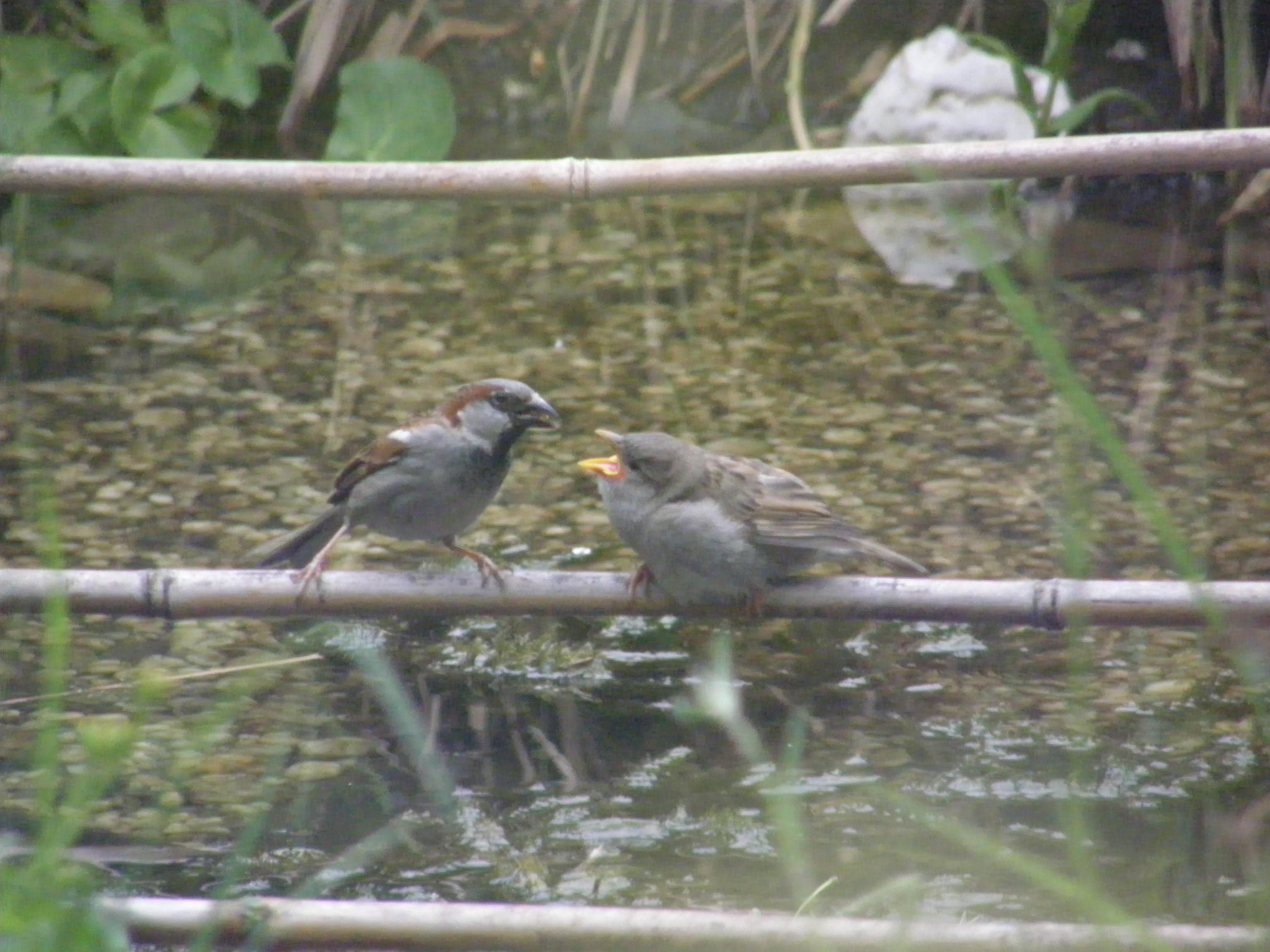 Lieflijk tafereeltje