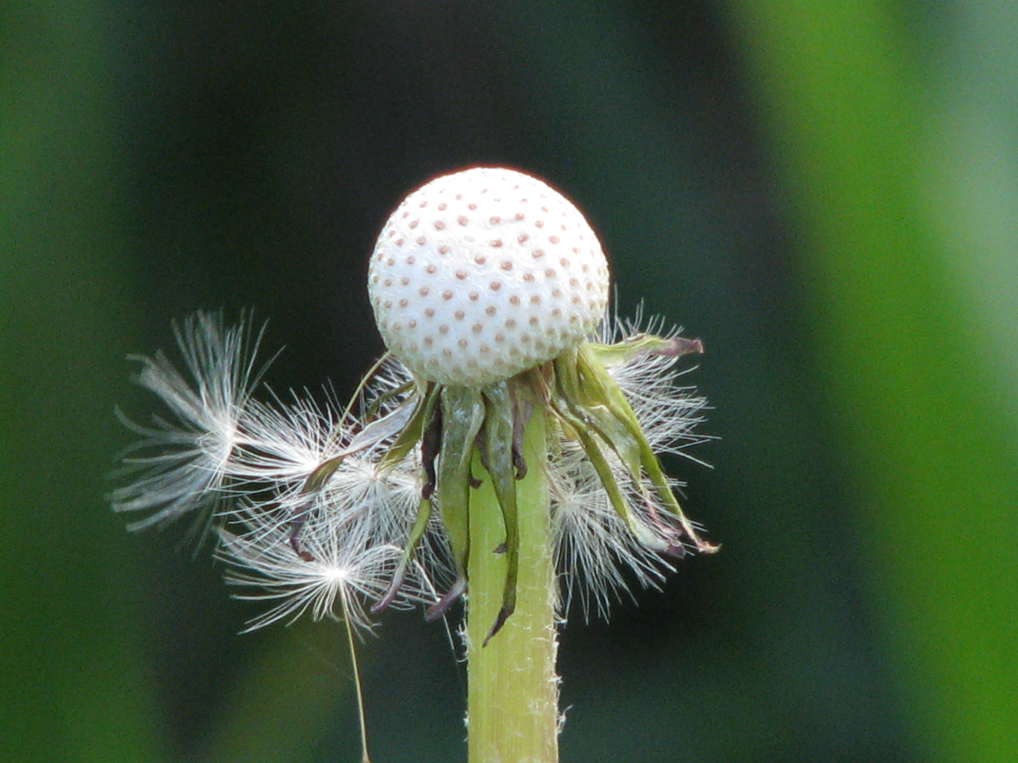 uitgebloeide paardebloem