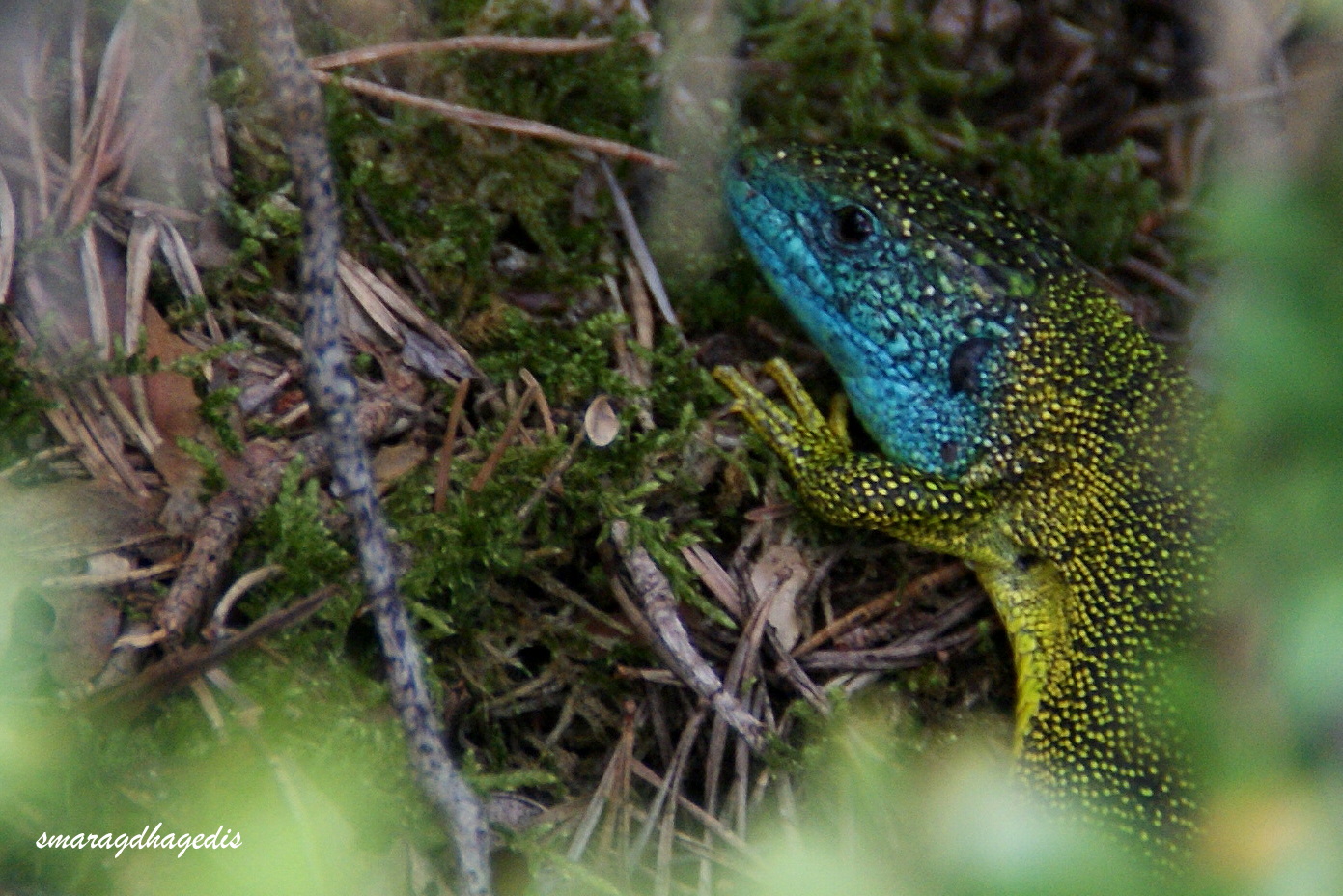 smaragdhagedis