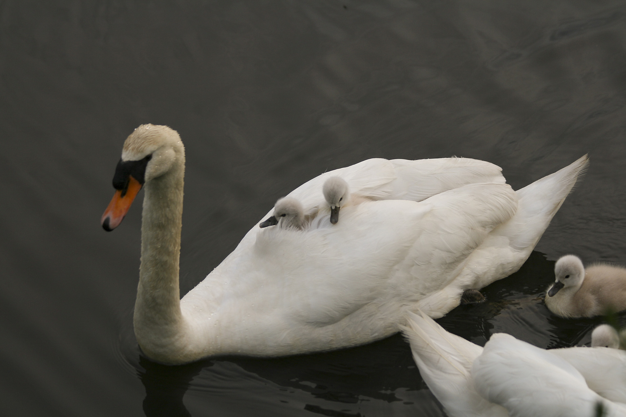 zwaan met jongen
