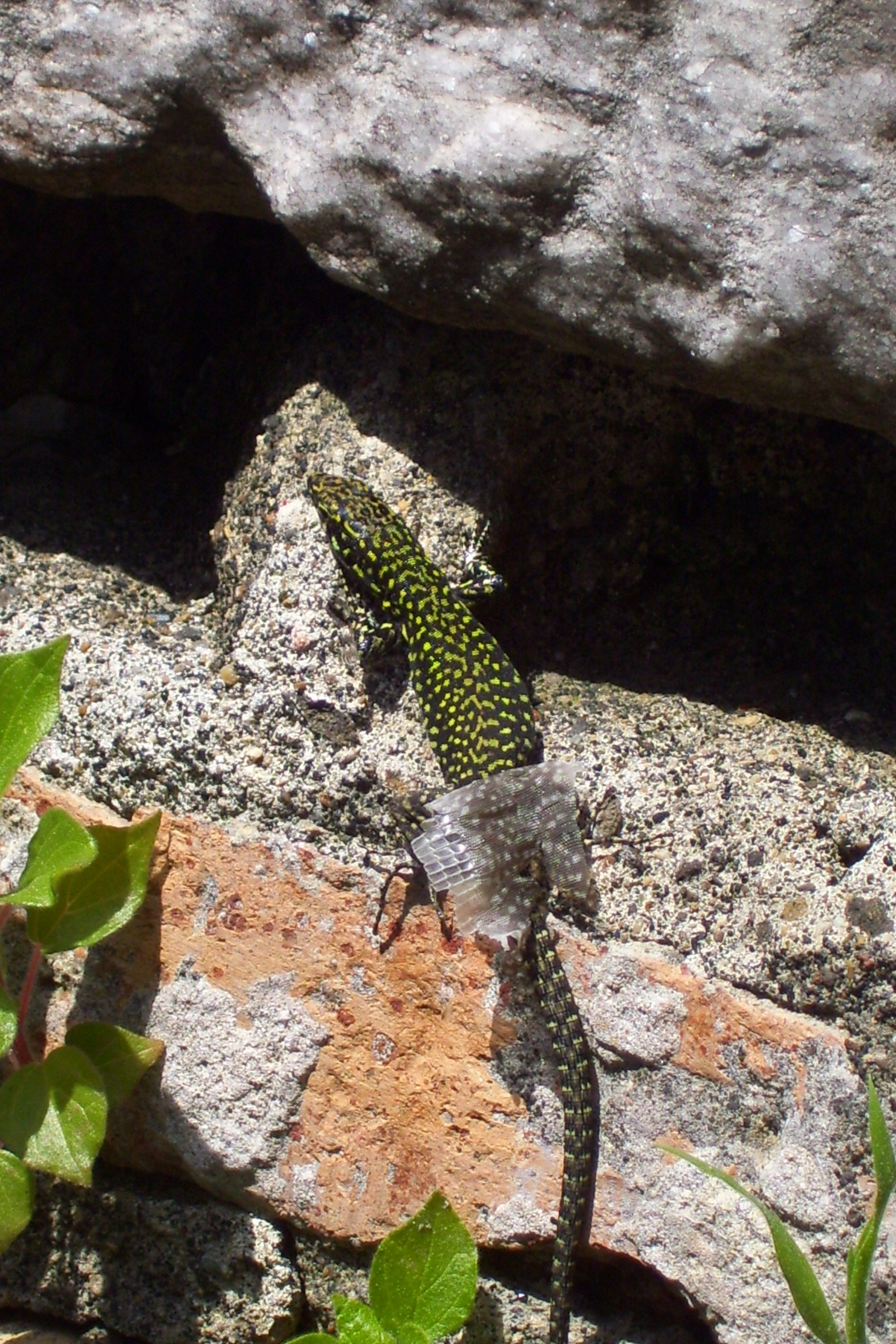 Hagedis aan het vervellen