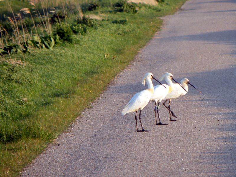 Drie lepelaars op een rij