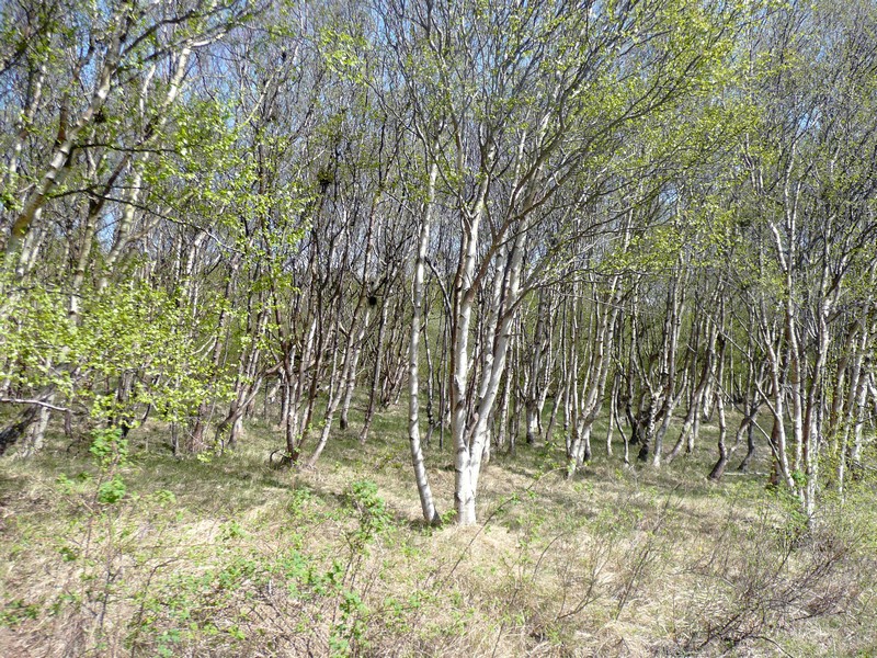 berkenbos in de lente op Schiermonnikoog