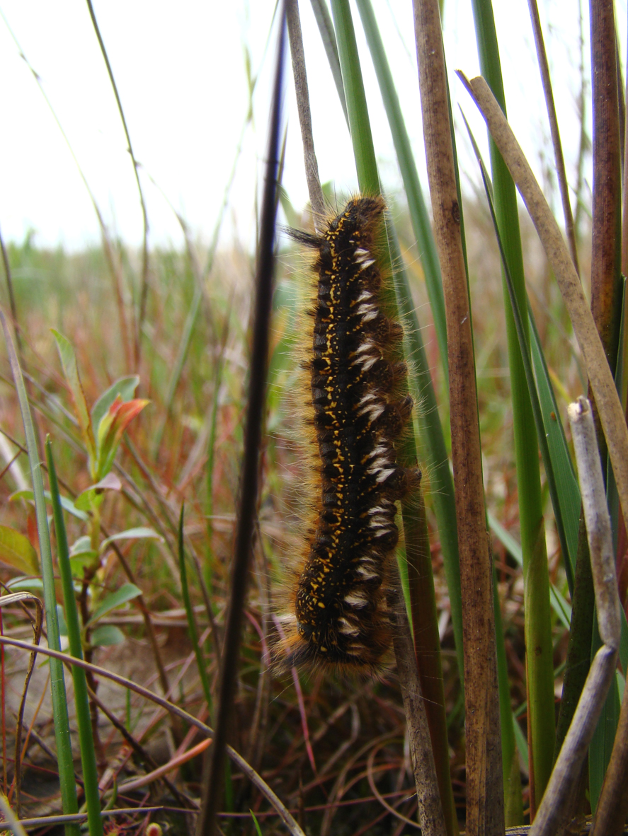 Rups van de Rietvink