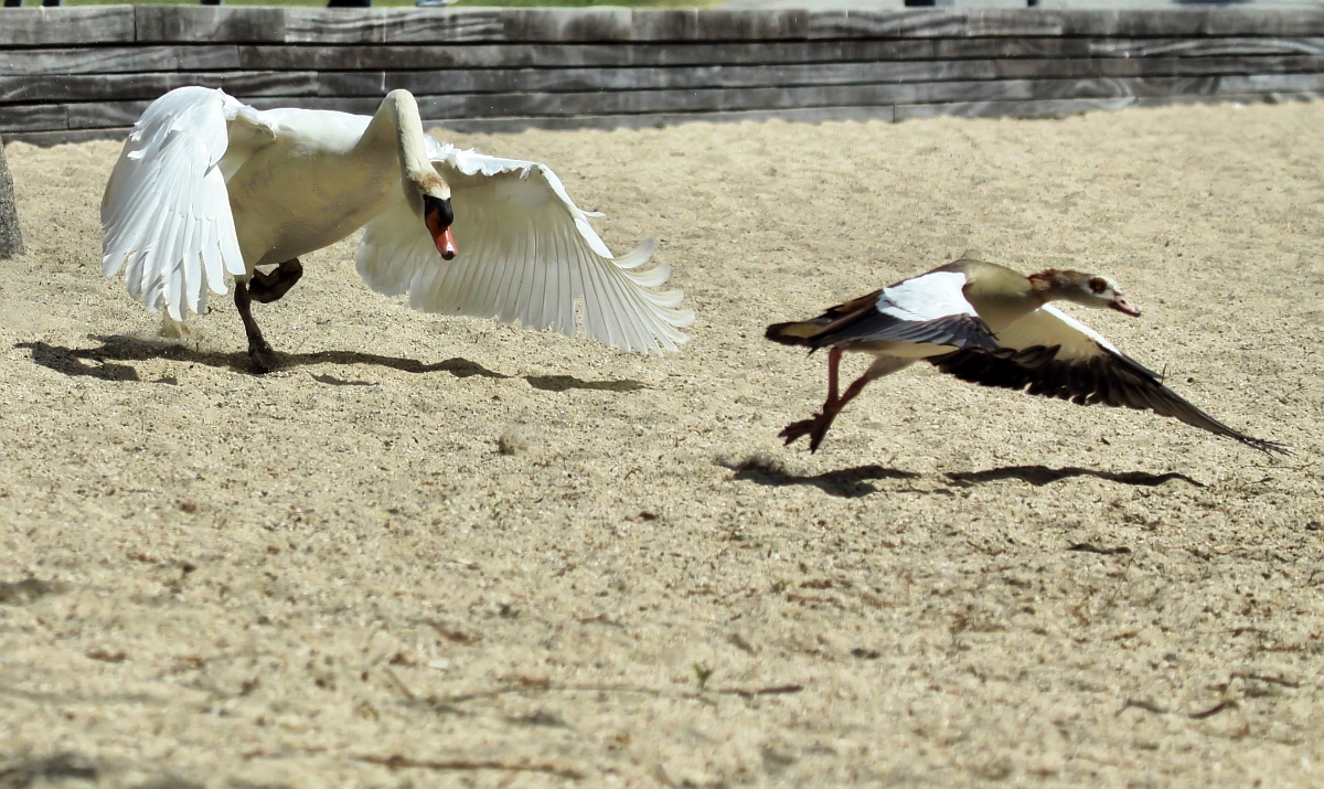 Knobbelzwaan versus Nijlgans