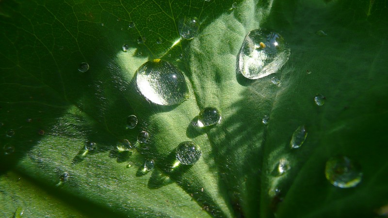Druppels op vrouwenmantel