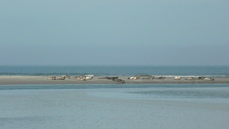 zeehonden op de zandbank 
