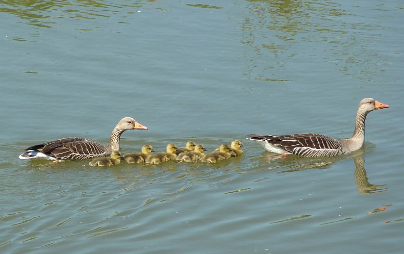 zwemmen in ganzenpas over de linge bij tiel