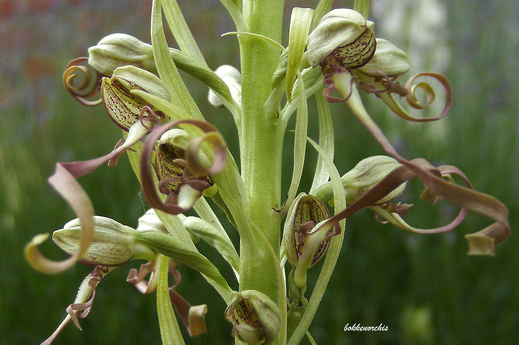 himantoglossum hircinum - bokkenorchis
