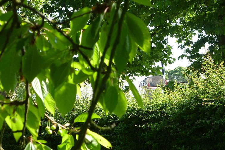 groene kersen en molen te Zoelen