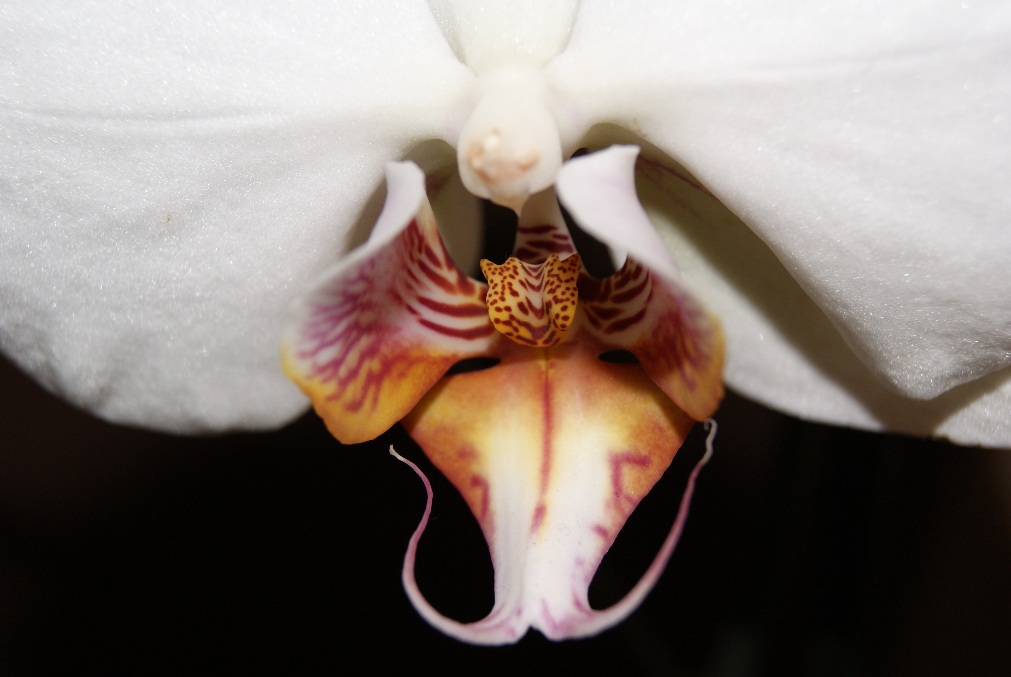 orchidee