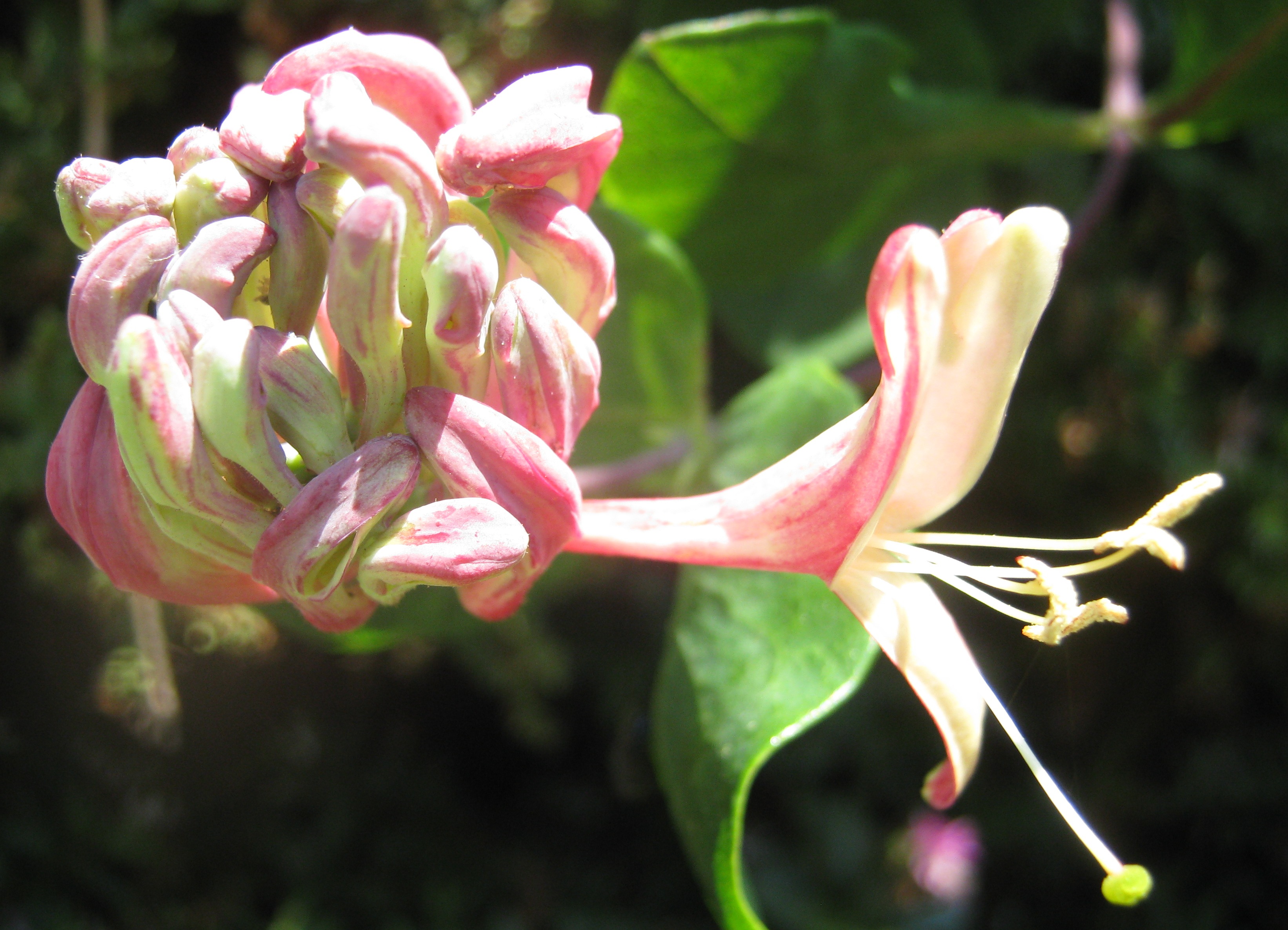 Lonicera