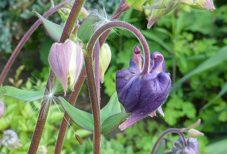 akelei in knop en zaadje van ...