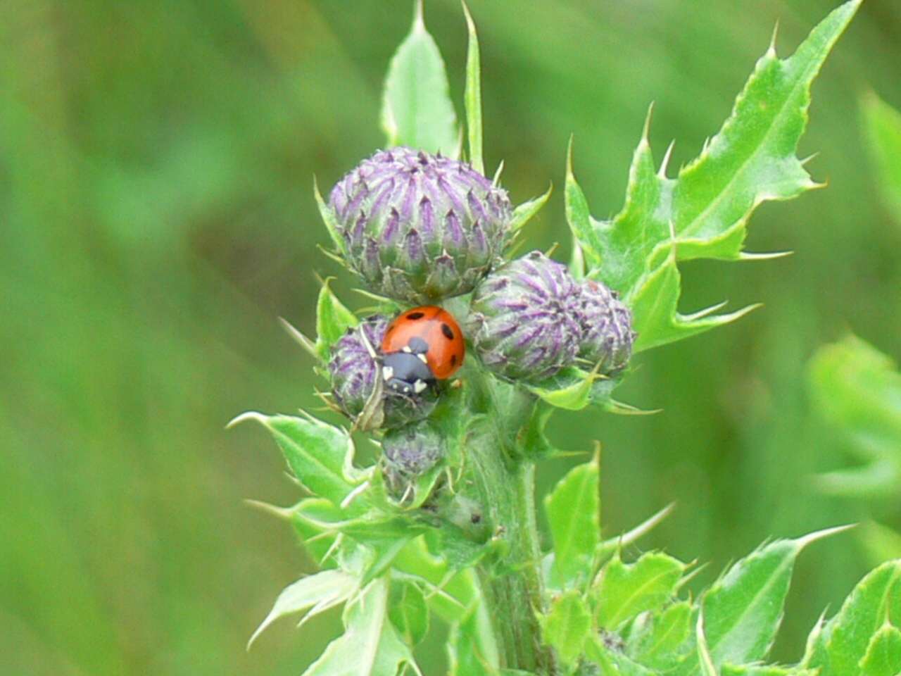 Lieveheerstbeestje tussen de distels
