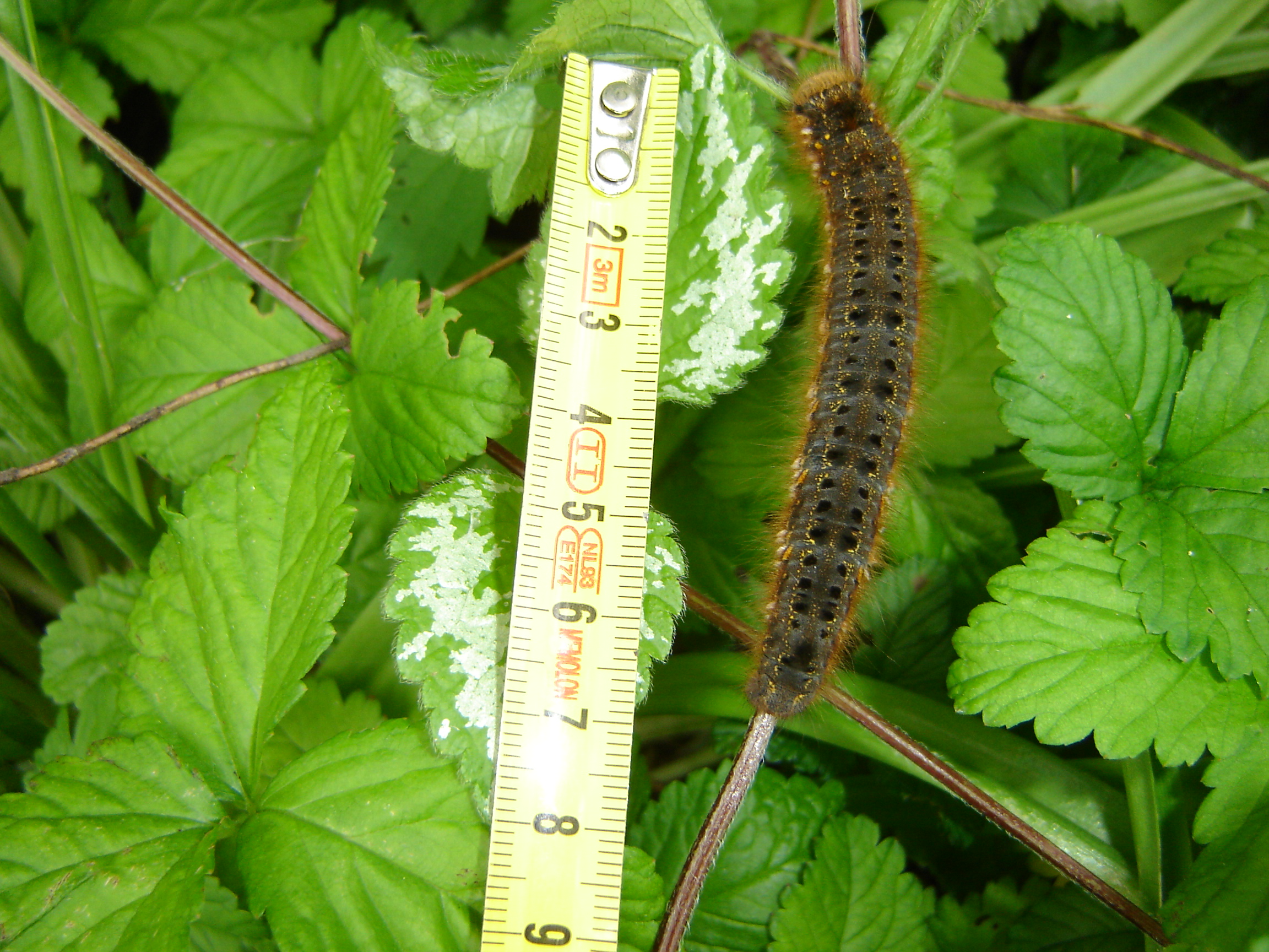 rups van.........???????