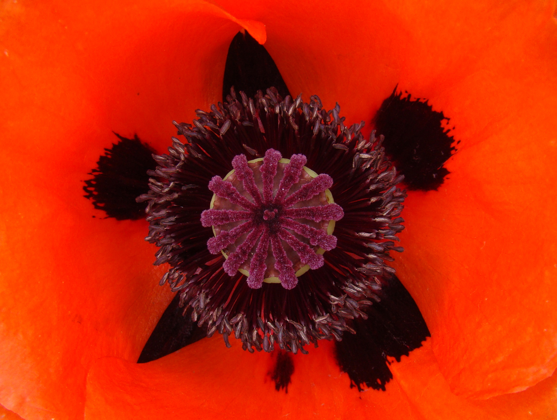 Hart van een papaver