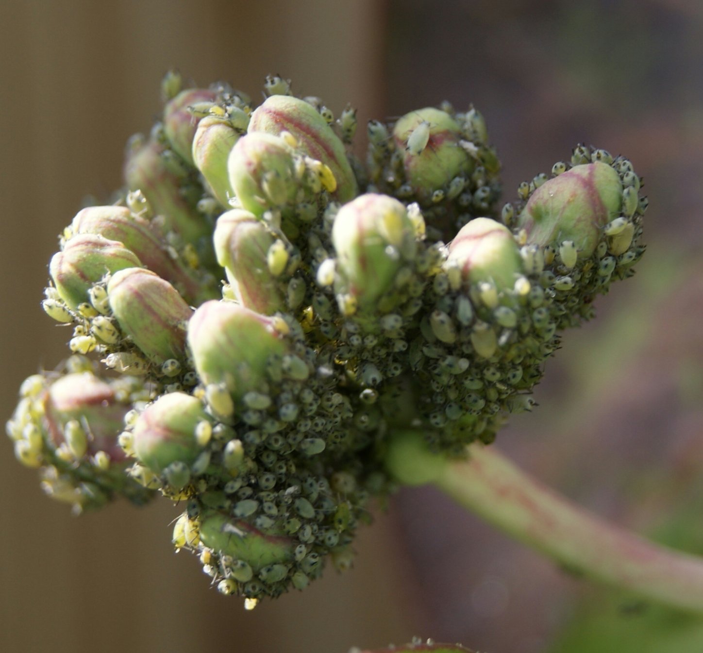 passiebloem in leven door luis