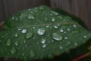 Net na een regenbui