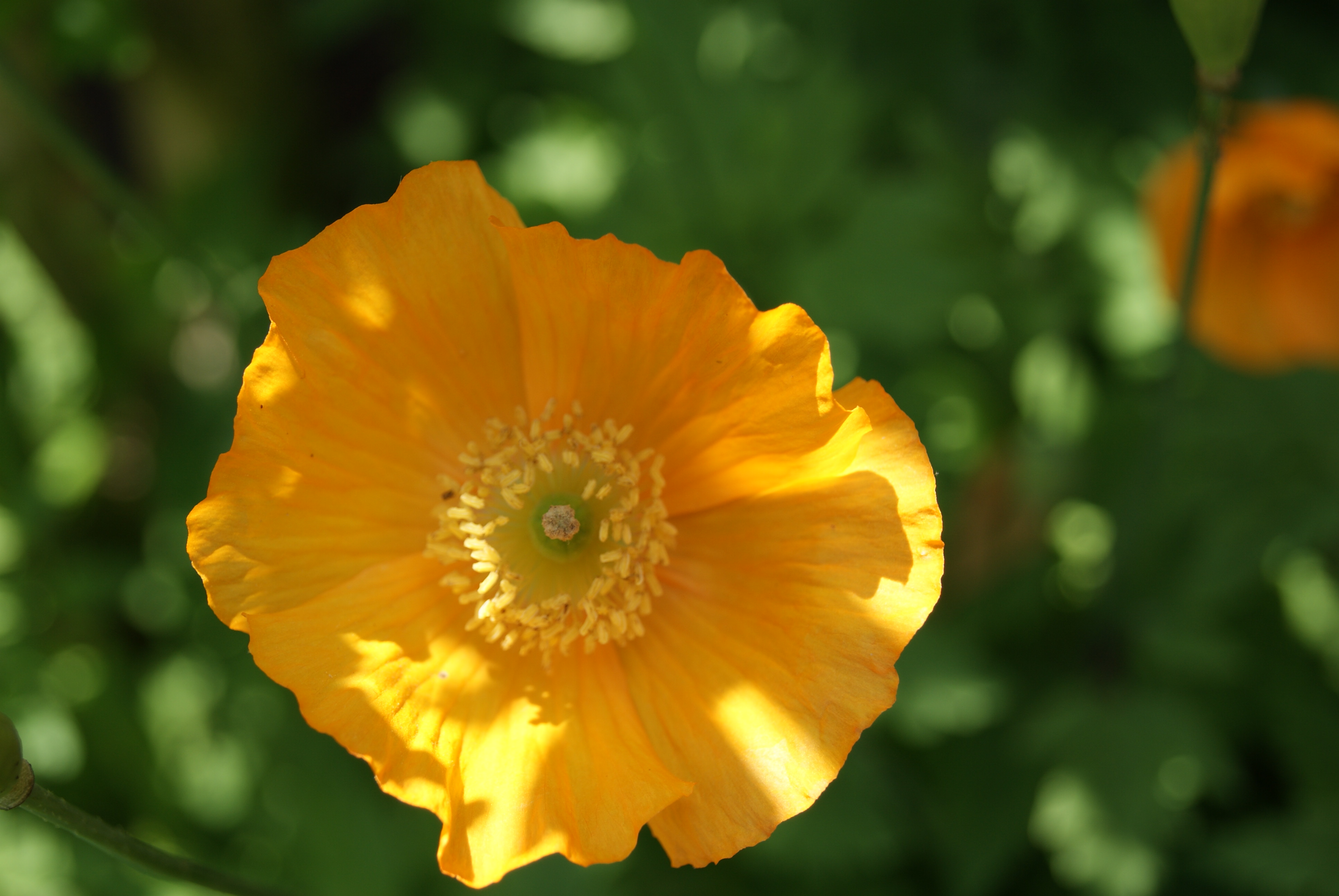 petunia
